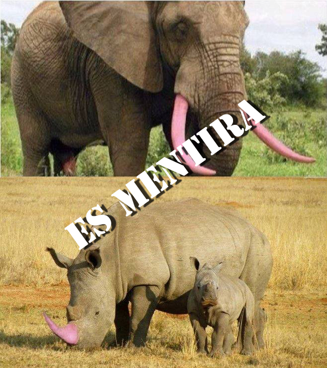 nadie ha pintado los colmillos de los elefantes de rosa