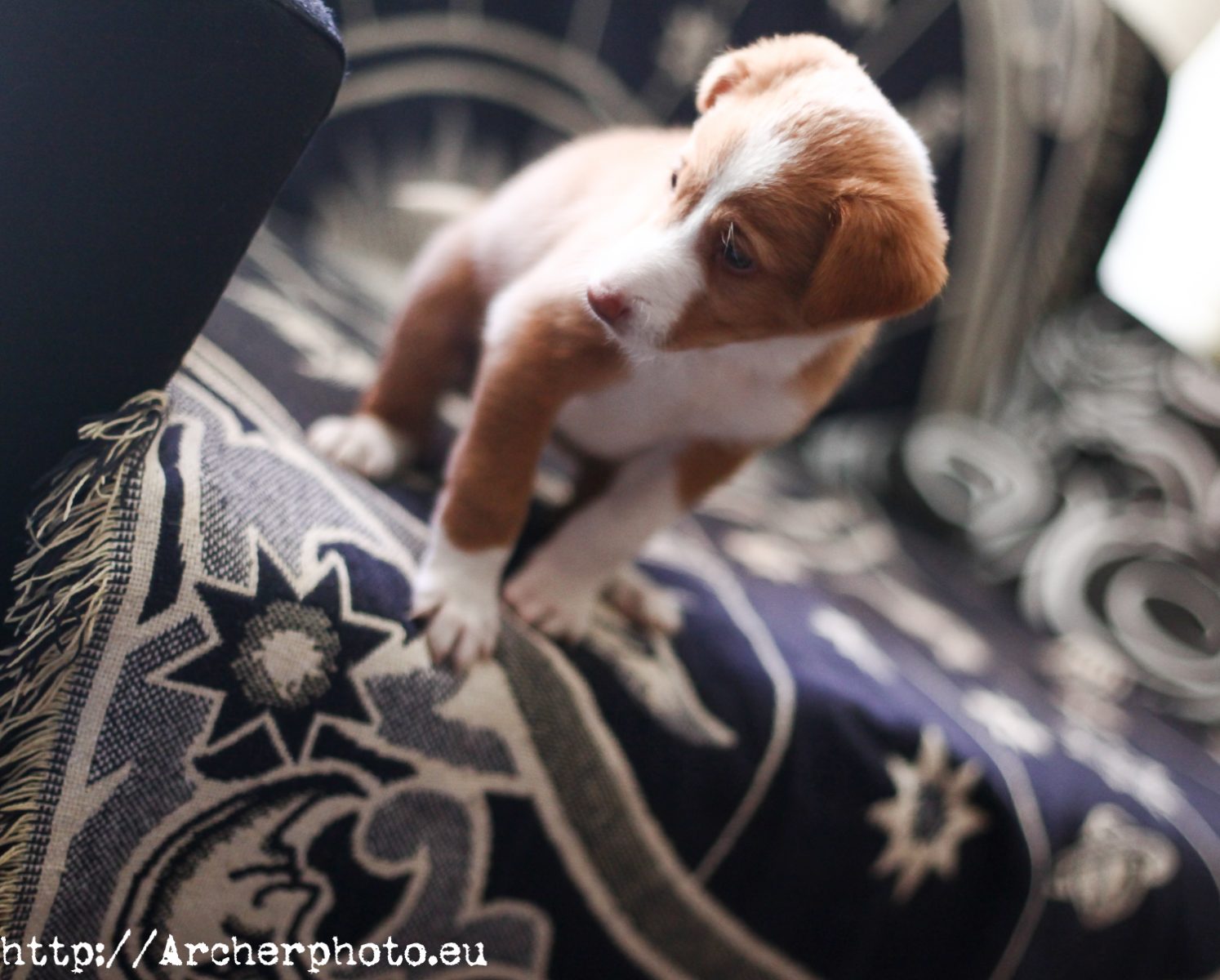 Brownie, cachorro, por Archerphoto, fotógrafo profesional en Valencia. Un pequeño rollo sobre Flickr y SmugMug