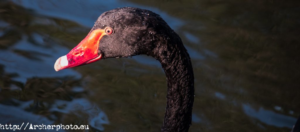 Cisne negro, imagen de Archerphoto, fotografos Valencia